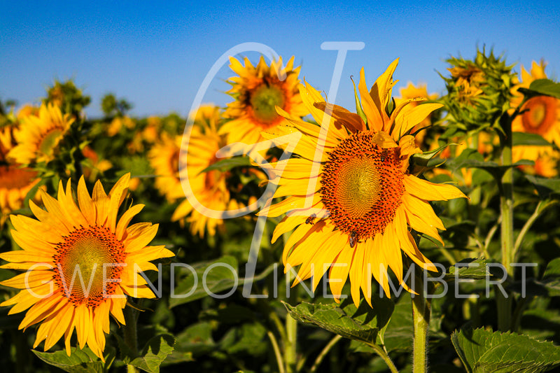 Tournesols Ensoleillés – Gwendoline Imbert